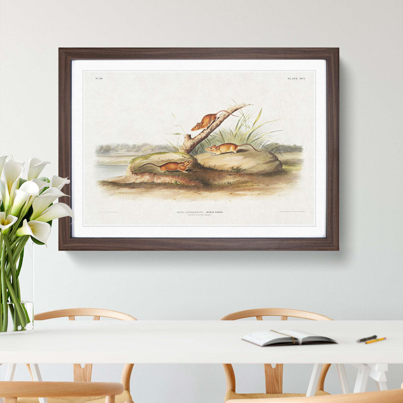 Orange Mice by J.W. Audubon - Picture Frame Painting Print, 48cm H x 65cm W x 2cm D, Walnut Framed