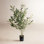 32'' Plant