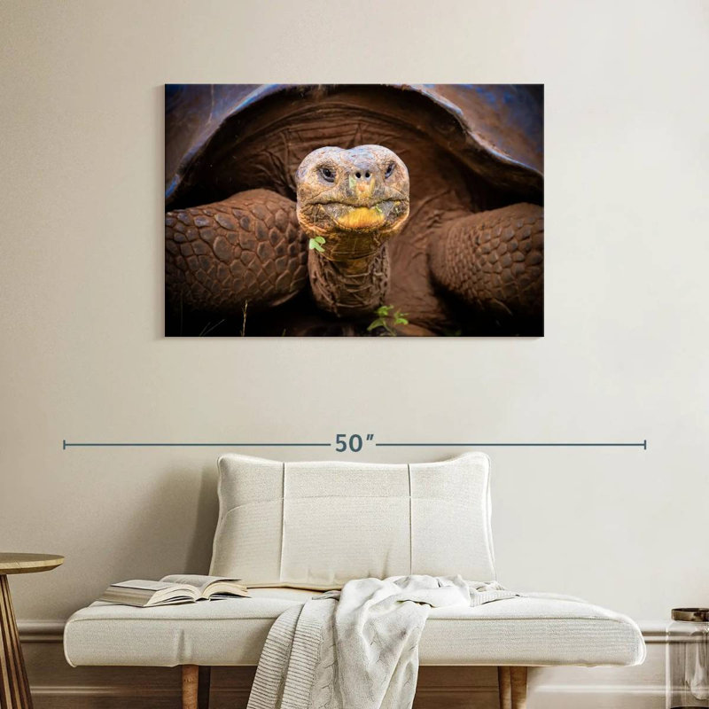 Brampt Galapagos Tortoise, 26" H x 39" W