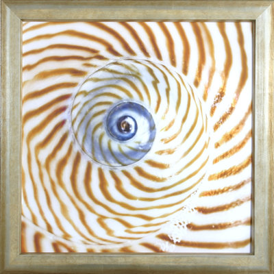 " Shell I "