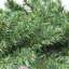 Guirlande de Noël 9 pi