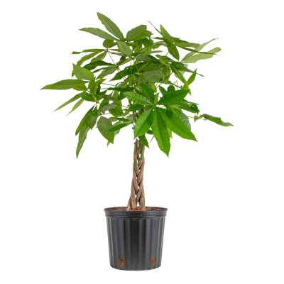 Costa Farms Indoor Money Tree Parhira Braid House Plant in 8.75" Grower Pot