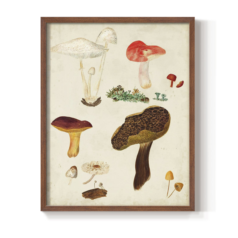 Reproduction encadrée de champignon Mushroom Species, Brun, H 28 po x l 22 po