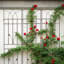Treillis de jardin en métal antirouille pour plantes grimpantes-2094038271-2094038269