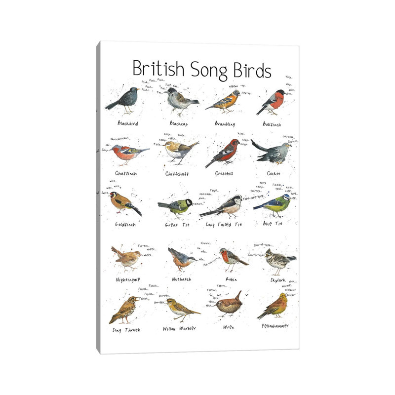 British Song Birds by Michelle Campbell - Wrapped Canvas Print, 20.32 cm H x 30.48 cm W