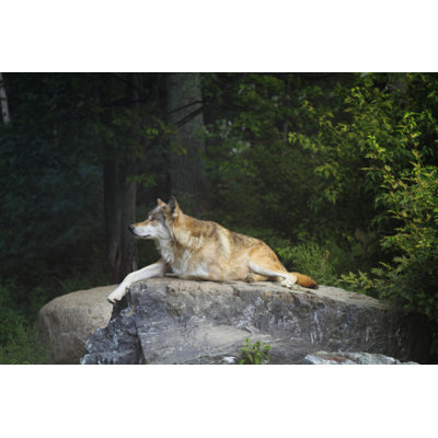 Wolf 1 Piece Wrapped Canvas Wall Art
