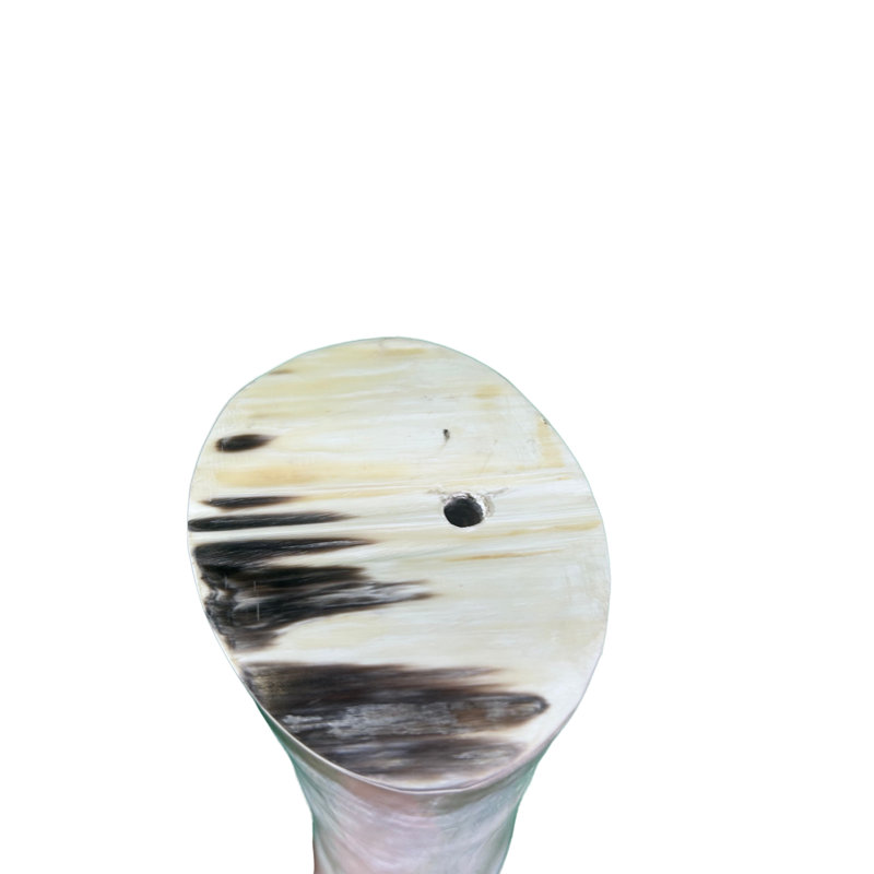 Watusi Cow Horn on Metal Stand