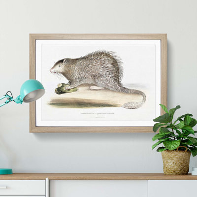 Porcupine Illustration by John Edward Gray - Picture Frame Painting Print