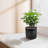 High quality ceramic flowerpot-387155957