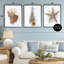 Ensemble de 3 giclées encadrées Honeybloom Coastal Seashells, par Matthew Piotrowicz-980546084-980546087