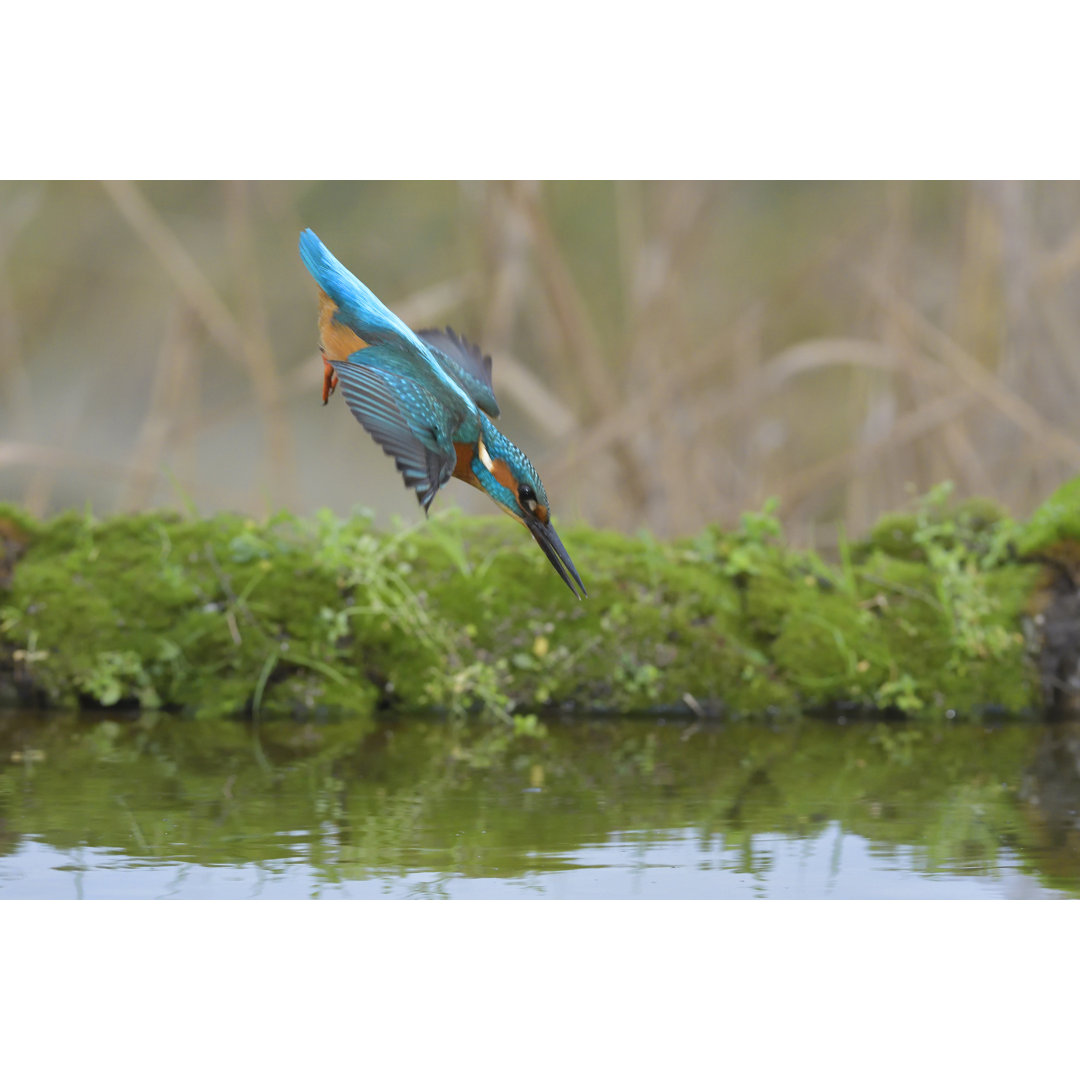 Eisvogel, der stürzt von Mauribo - Drucken