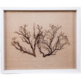 Sealife Framed Graphic Art