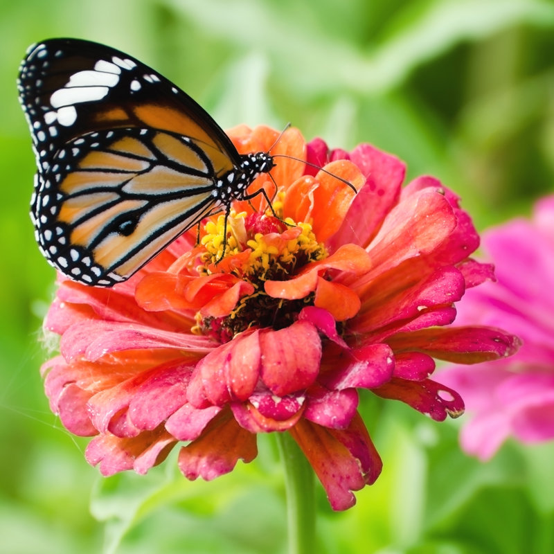 Biarritz Monarch Butterfly by Tomgigabite - Wrapped Canvas Print, 122cm H x 122cm W 3.8cm D