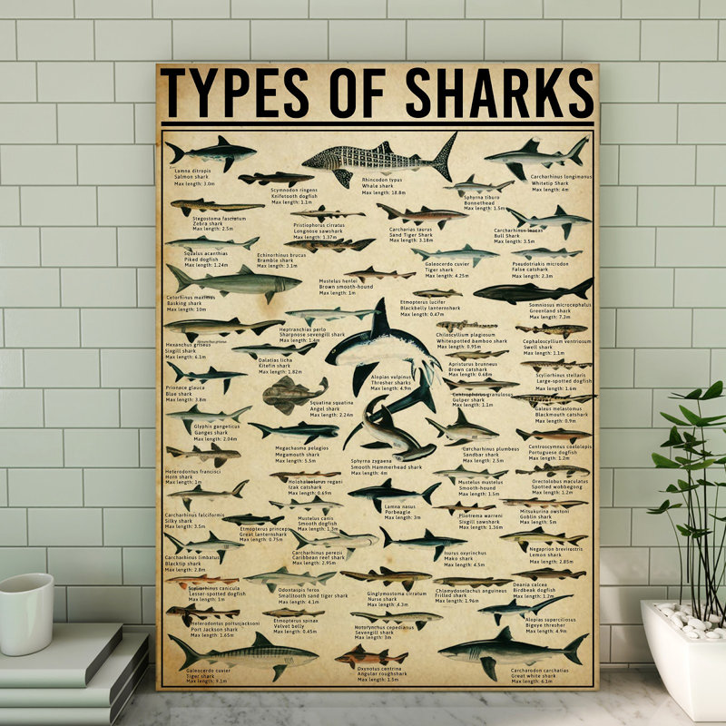 "Types of Sharks Gallery", impression sur toile tendue, H 36 po x l 24 po x P 2 po