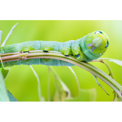 Emert Daphnis Nerii Caterpillar - Wrapped Canvas Print