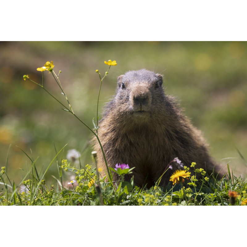 Marmot (Marmota) - Wrapped Canvas Print, 30cm H x 46cm W x 3.8cm D