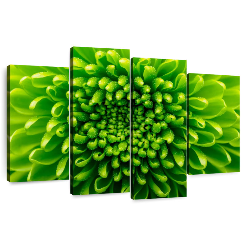 Chrysanthème vert Harnek, H 32 po x l 52 po