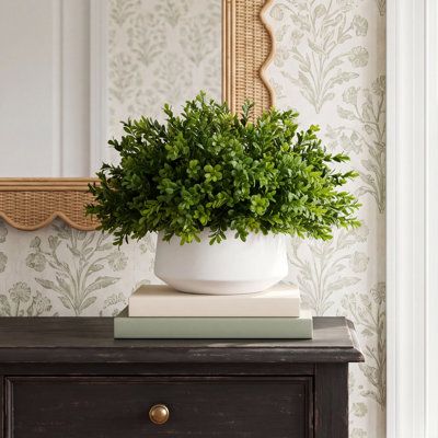 Weatherhill Boxwood Plant in Pot