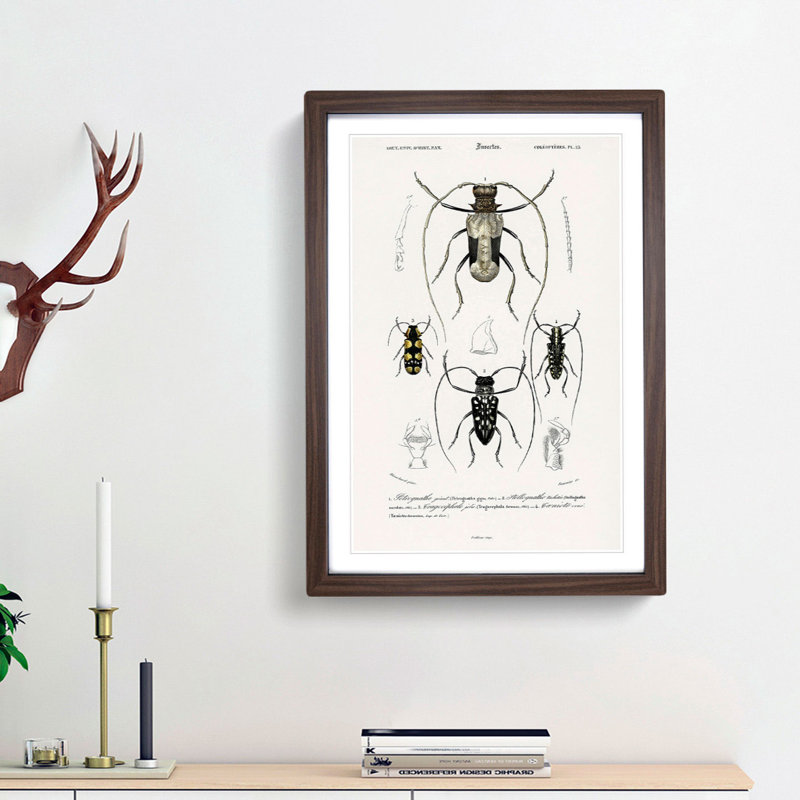 Beetle Illustrations PL.13 by Charles D'Orbigny - Single Picture Frame Print, 45cm H x 33cm W x 2cm D, Walnut Framed