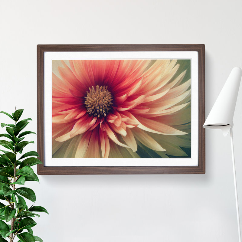 Cosmopolitan Chrysanthemum Flower - Framed Print, 46cm H x 64cm W x 2cm D, Walnut