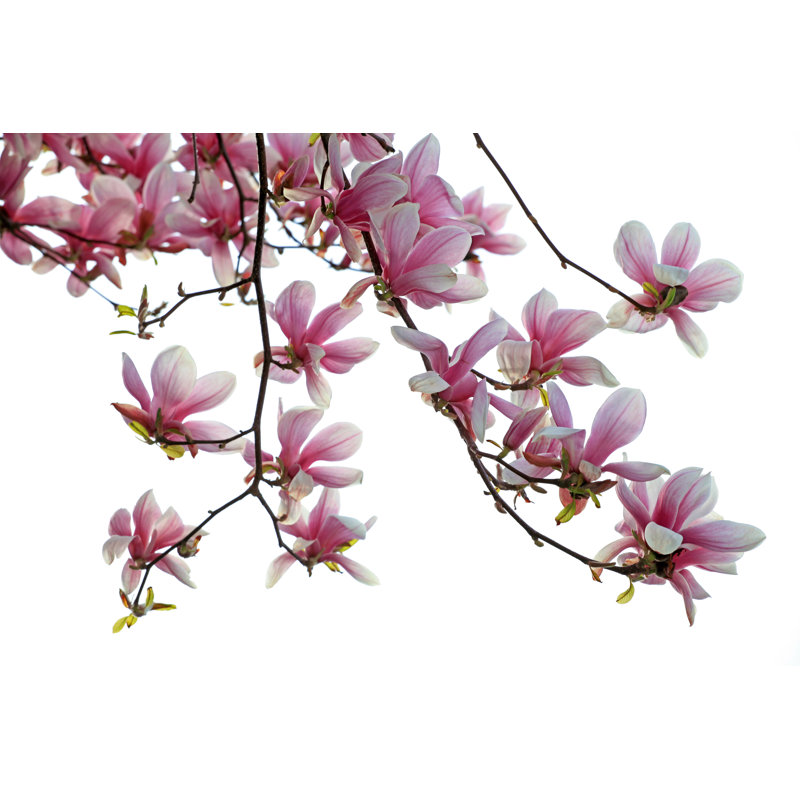 Branche isolée de Magnolias par Narcisa, H 24 po x l 36 po