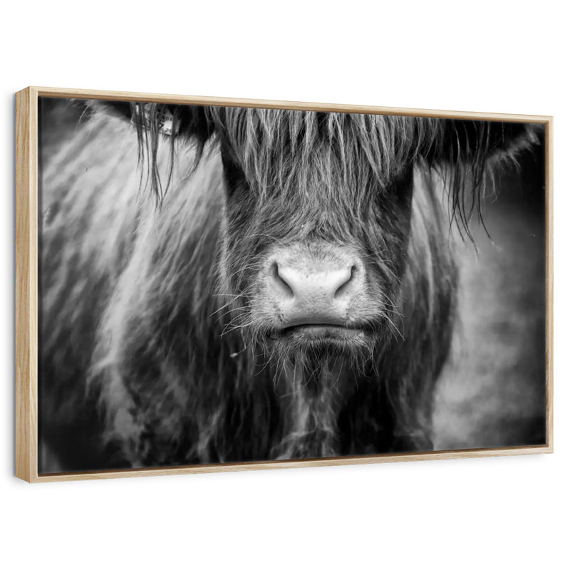Vache Highland, Cadre flottant en bois naturel, 37 po x 25 po