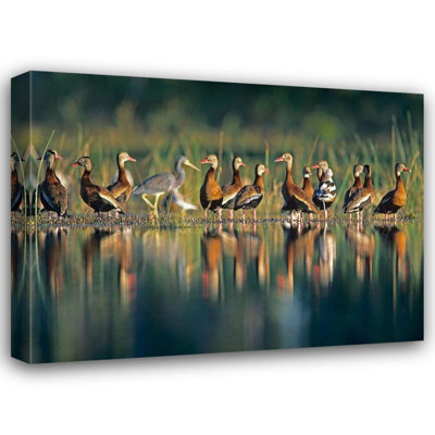 Latitude Run® Fitzharris, Tim Gallery Wrapped Canvas Art Titled: Black, bellied Whistling Ducks