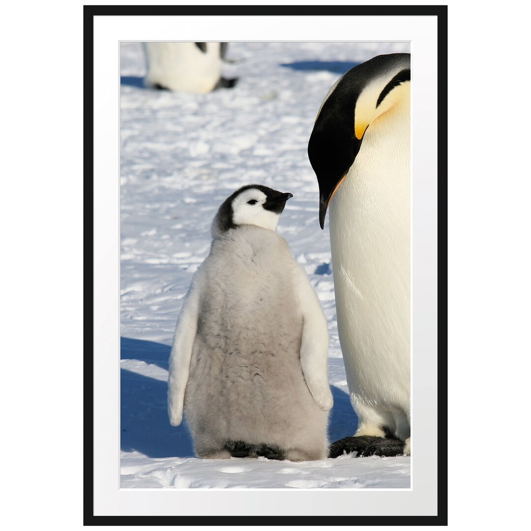 Gerahmtes Poster Kaiserpinguin mit Küken