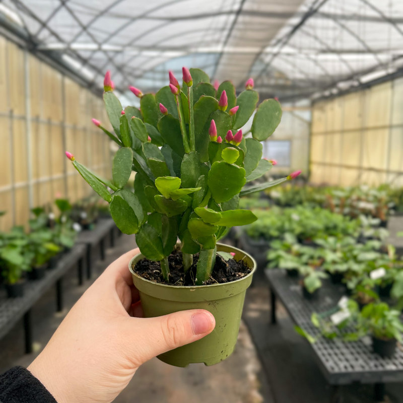 6" Live Easter Cactus Plant in Pot
