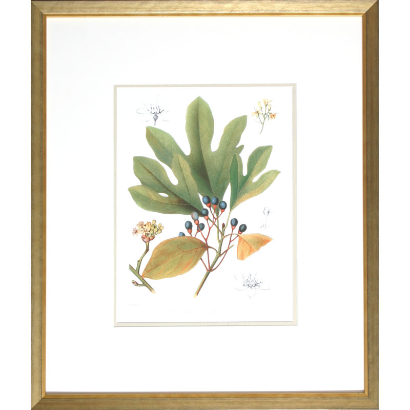 Antique Sassafras Print by Sprague