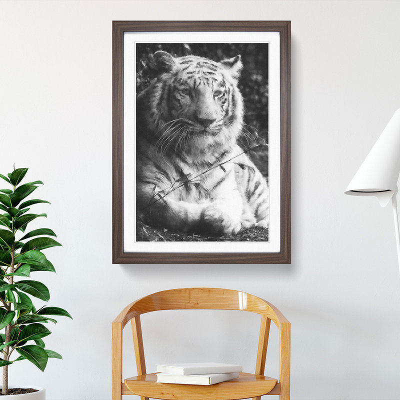 Tiger Vol.3 - Picture Frame Graphic Art, 48cm H x 36cm W x 2cm D, Walnut