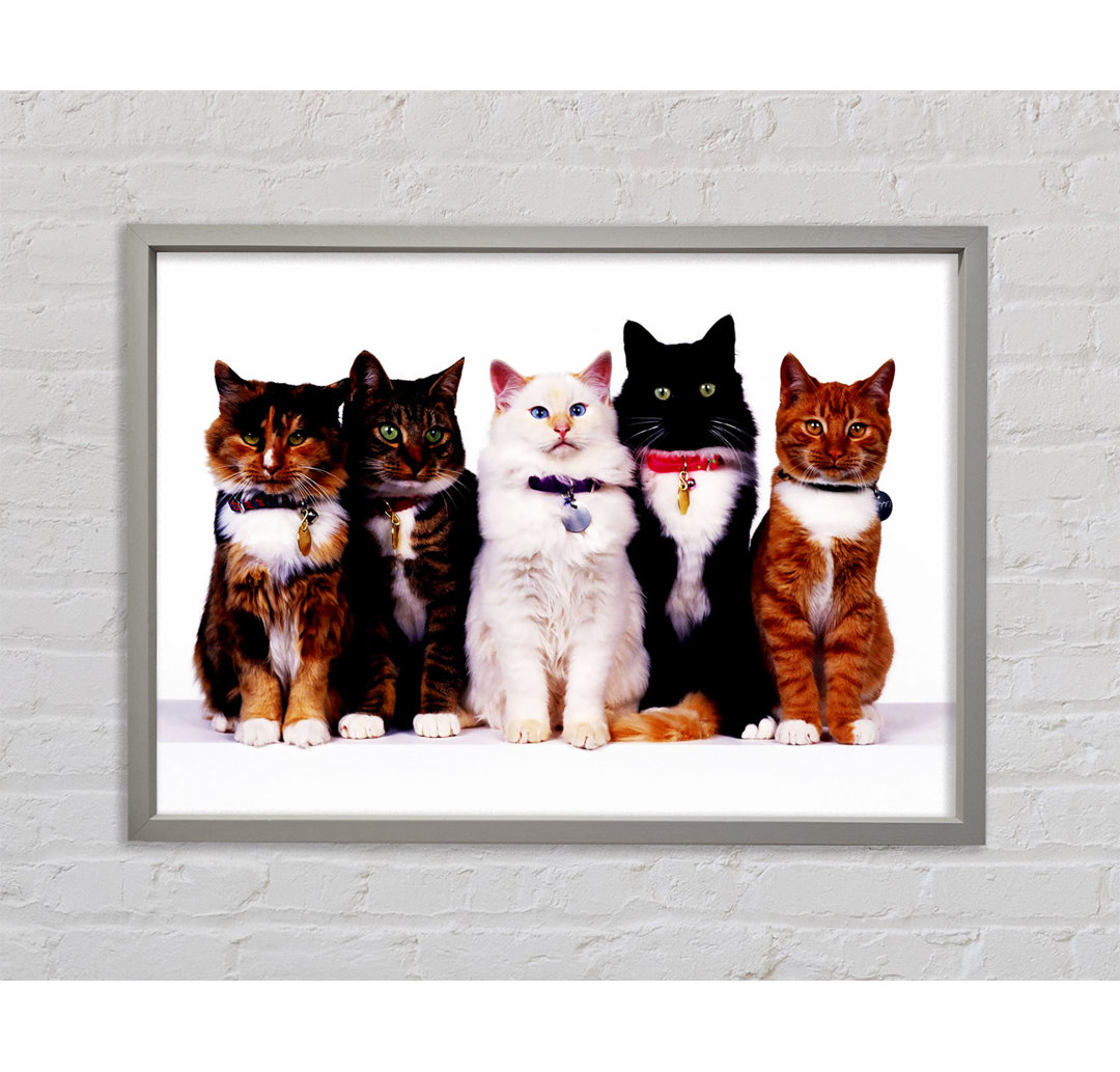 Family Of Cats - Einzelne Bilderrahmen Kunstdrucke auf Leinwand