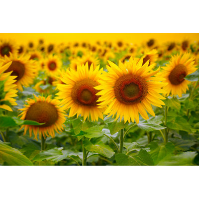 " Sunflowers " by Silverjohn