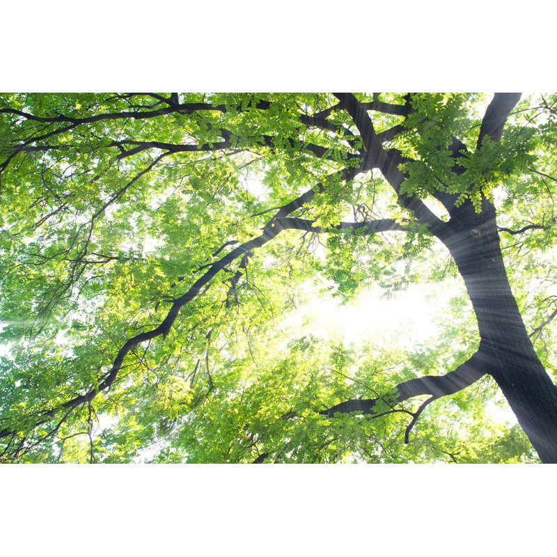 Green Tree In Summer - Wrapped Canvas Print, 61cm H x 91cm W