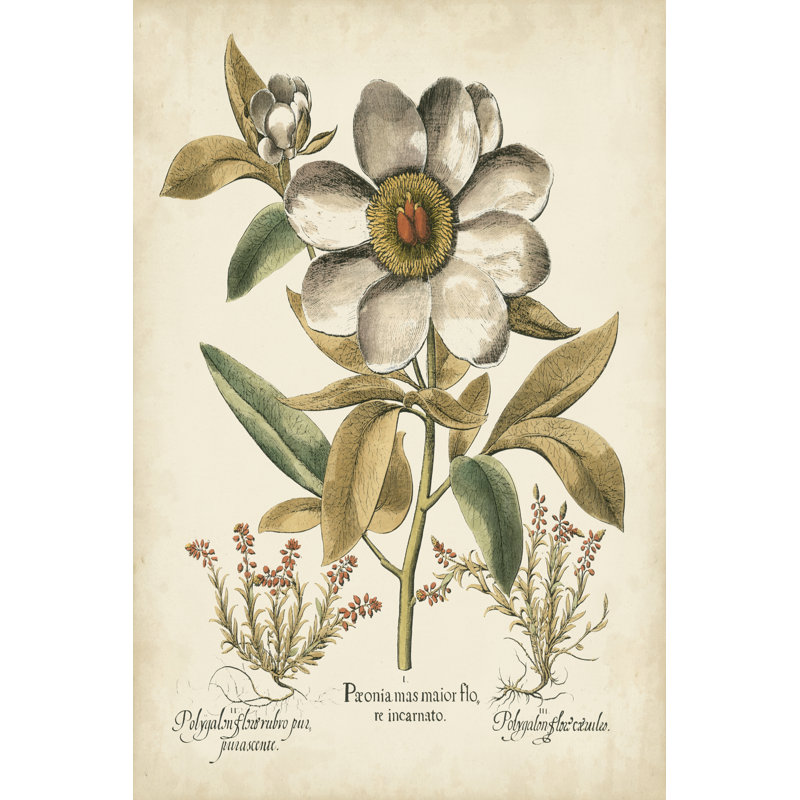 Ivory Peonies I by Basilius Besler - Wrapped Canvas Print, 46cm H x 30cm W x 3.8cm D