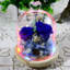 Oglesby Cloche Or Water Globe