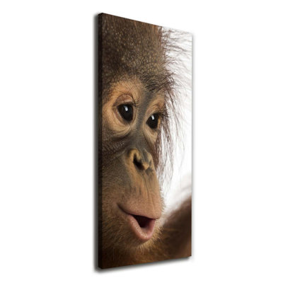 A Young Orangutan - Wrapped Canvas Print