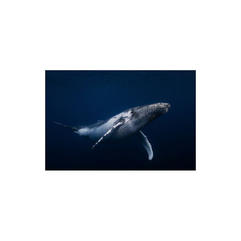 Wrapped Canvas Print, 50.8 cm H x 76.2 cm W