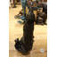 Statue loup et oursons en bronze - Taille: L 24 po x l 17 po x H 48 po.