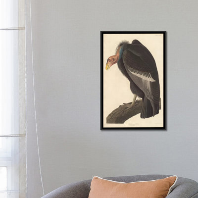 « californian vulture », impression sur toile