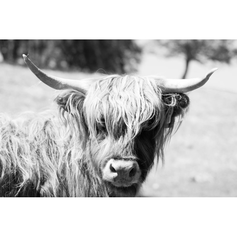 Vache Knupp, H 8 po x l 12 po