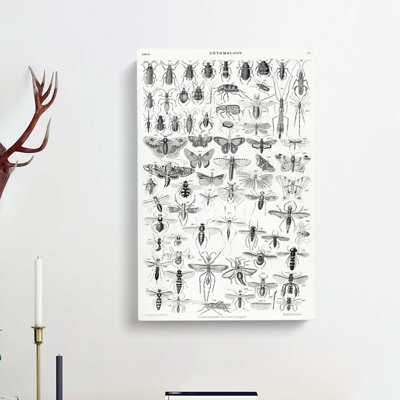Study Of Insects XL by Oliver Goldsmith - Wrapped Canvas