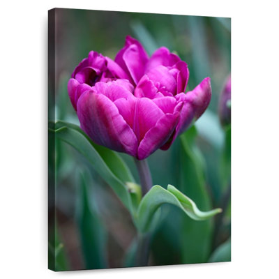 Harnek tulipe fuchsia
