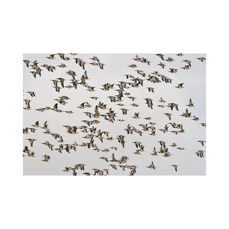 «Barnacle Geese» par Elmar Weiss - Photographie sur toile tendue, H 26 po x l 40 po x 1,5 po