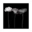«Poppy VI, B&W» par Magda Indigo, impression sur toile-31920437-73561336-73561337