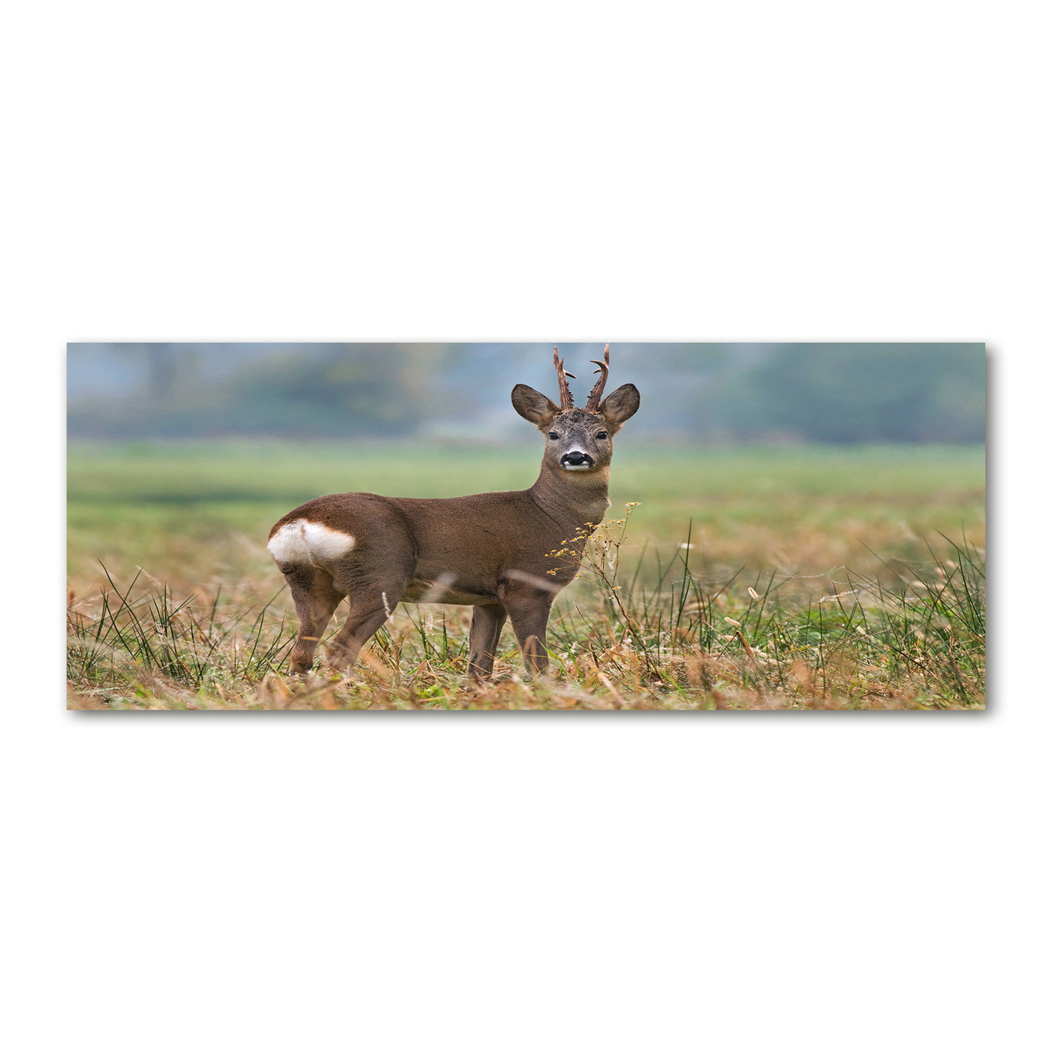 Union Rustic Roe - Unframed Art Prints on Canvas | Wayfair.co.uk