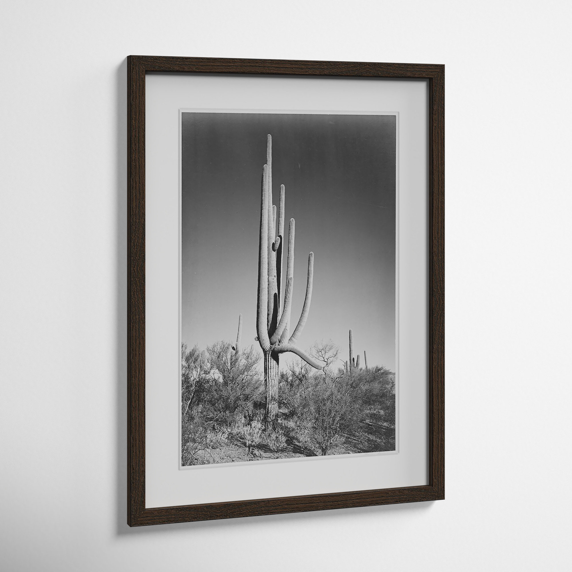 Cactus In Saguaro National Monument In Arizona by Ansel Adams, 23" H x 17" W x 0.75" D, Walnut
