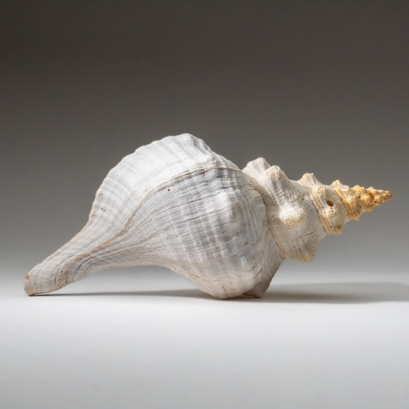 Genuine Horse Conch Shell (2 Lbs)