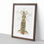 Mantis Shrimp by J.E. De Kay - Framed Print-55617598-55617597