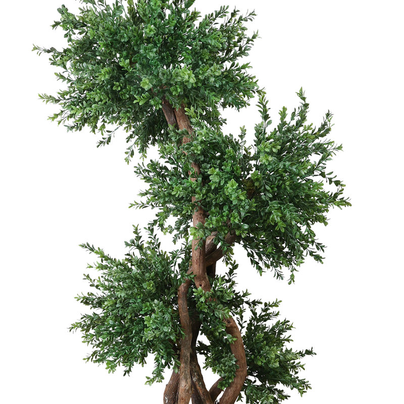 Boxwood Tree in Fiberstone Pot